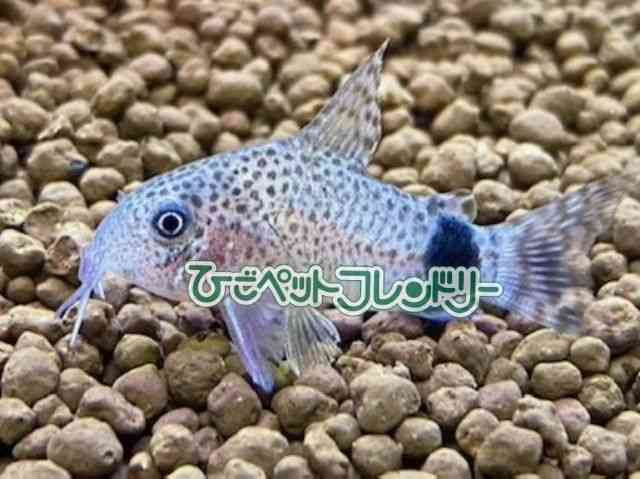 RhX@V[gm[Y