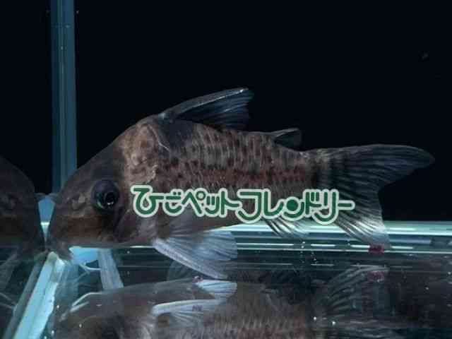 RhX@V[gm[Y