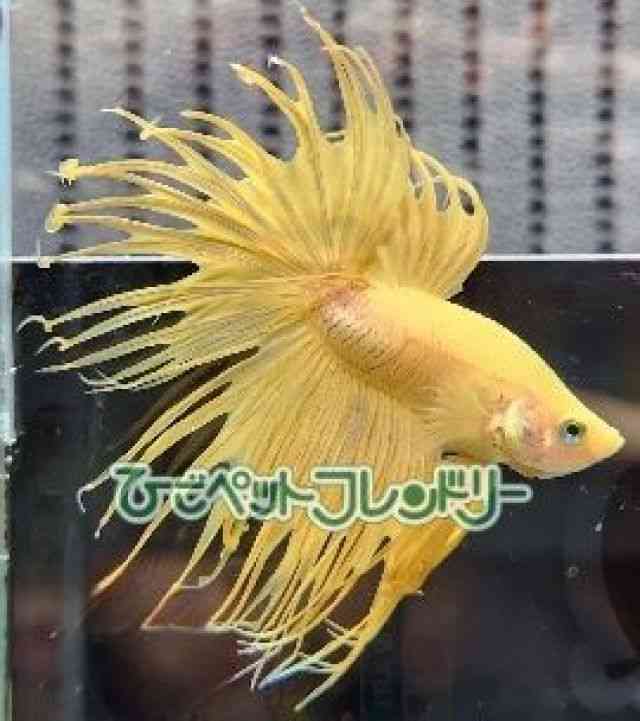 V[x^