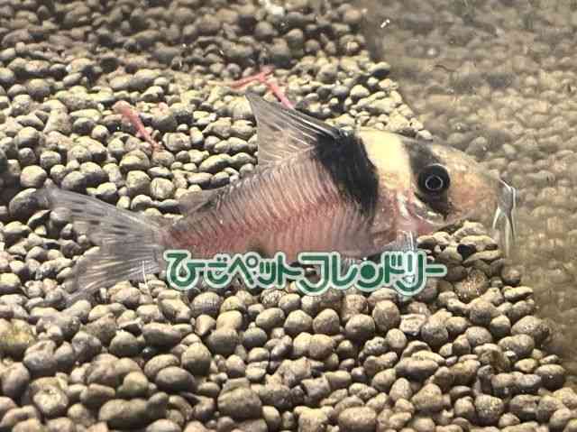 RhX@V[gm[Y