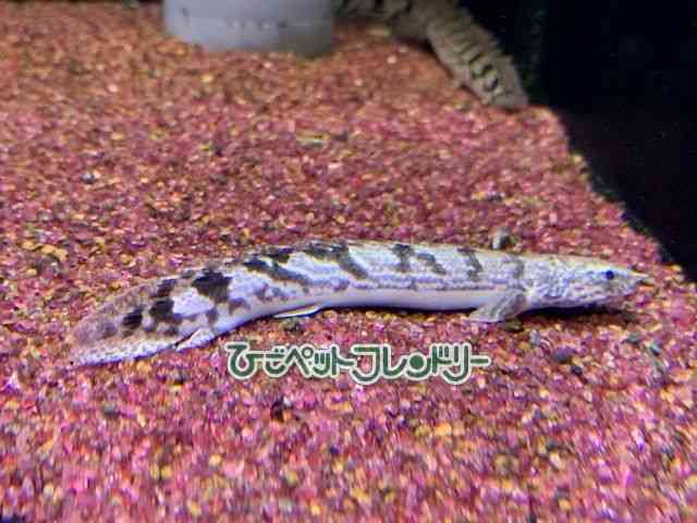 fwWB