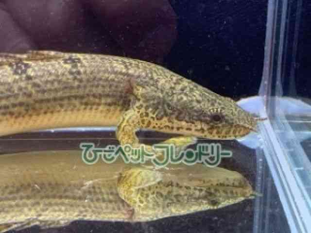 fwWB