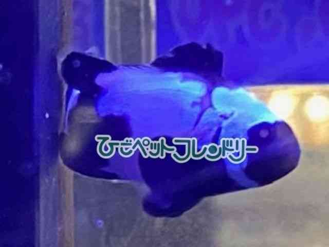 ̑iN}m~j