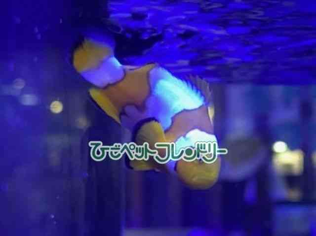 ̑iN}m~j