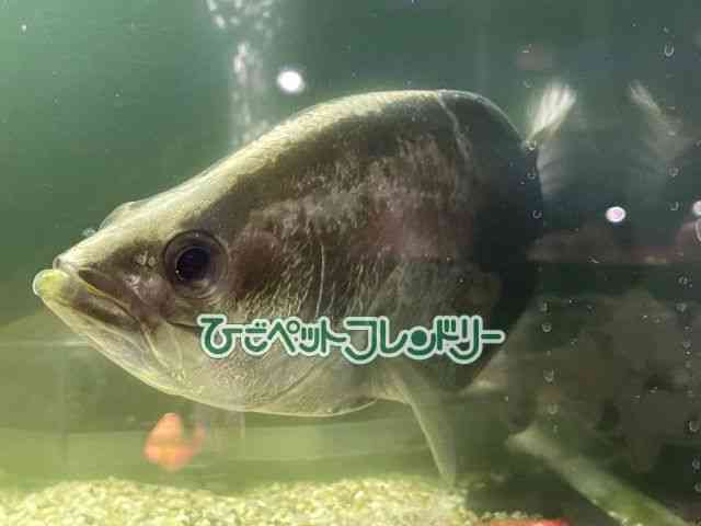 ̑iVNbhj