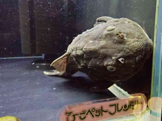 ̑iE^j