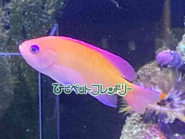 ni_C