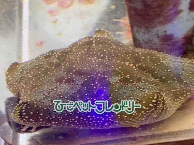 ̑iqgfj