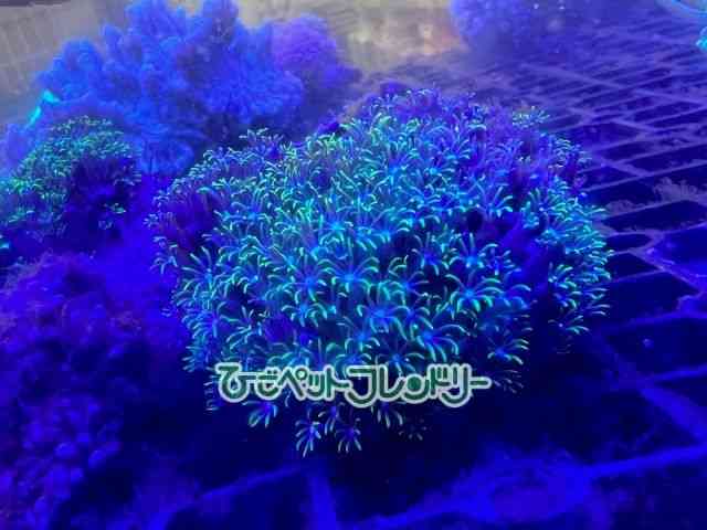 \tgR[