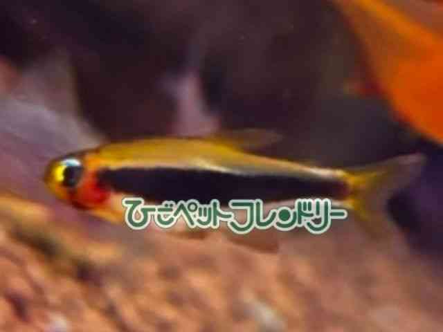 ̑i^E^j