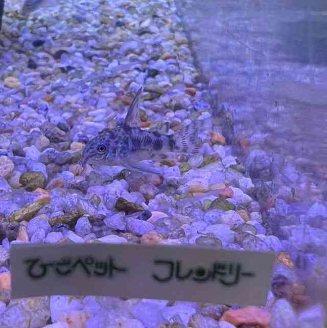 ԁEERhX