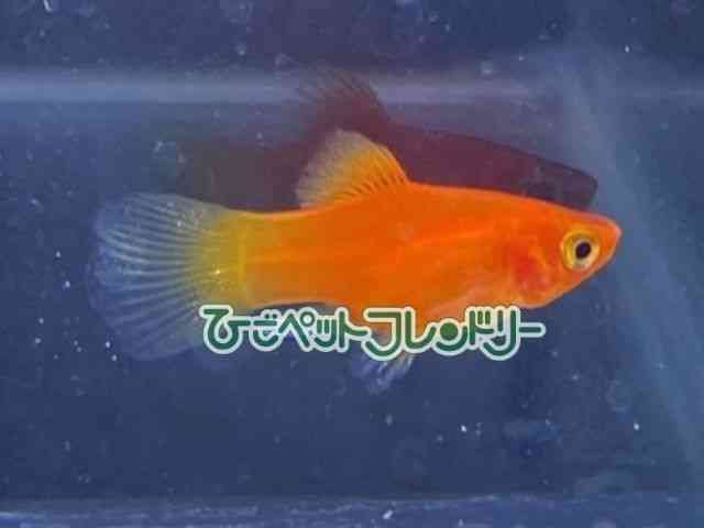 veB