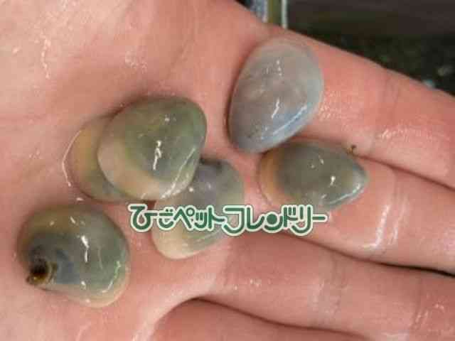 ̑iWnLށj