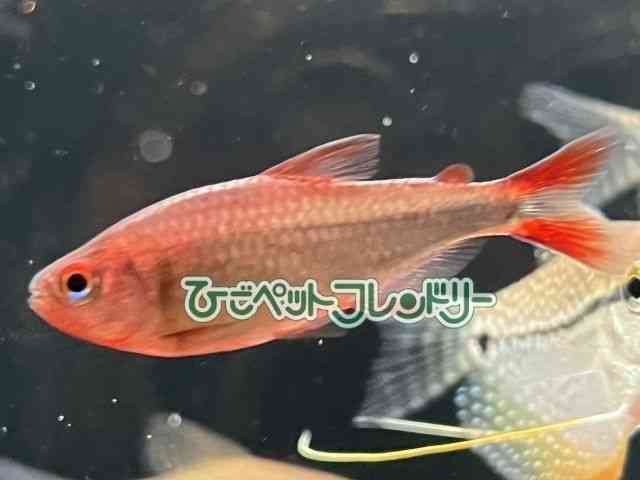 ̑i^E^j