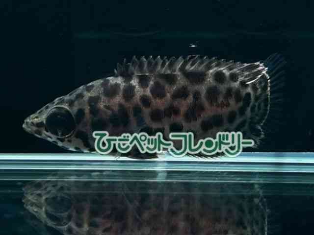 Nem|}