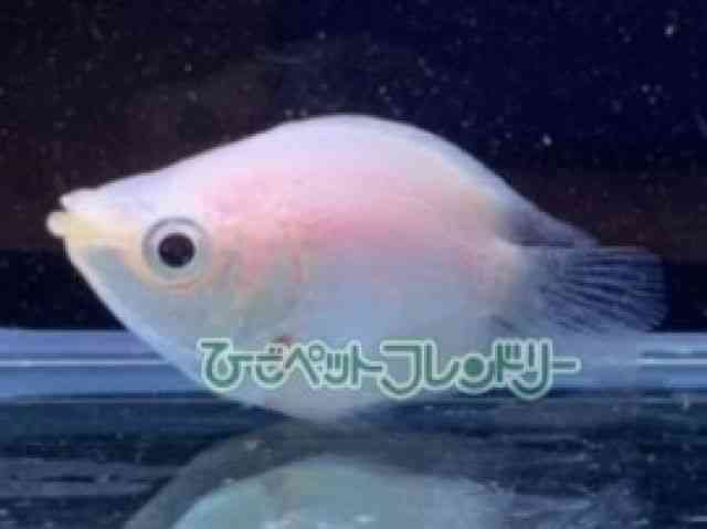 ̑@O~[