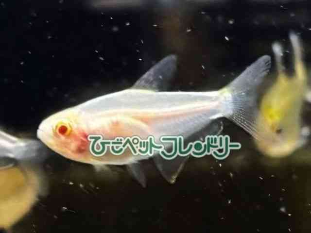 ̑i^E^j