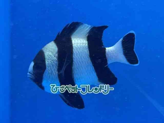 ̑iXY_Cj