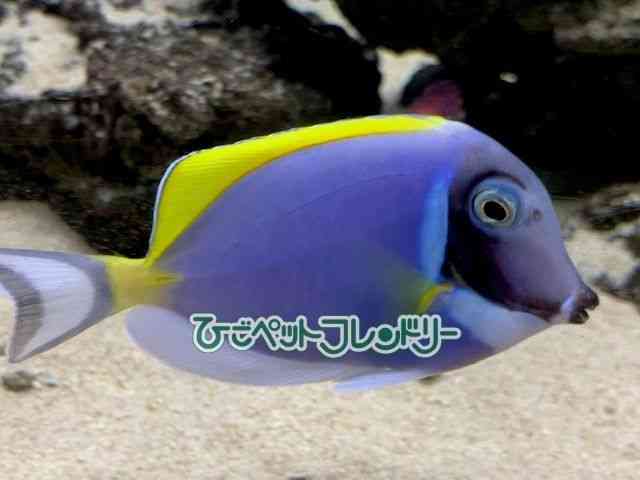 ̑iCȋjj