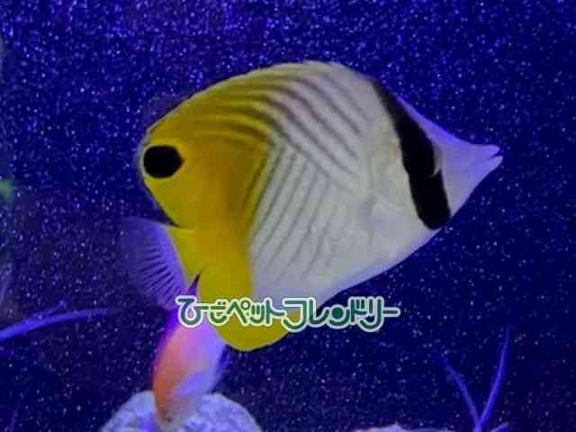 ̑i`E`EEIj