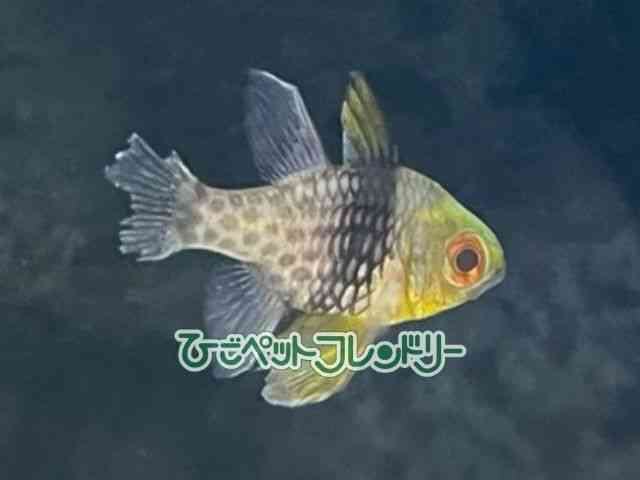 ̑iCȋjj