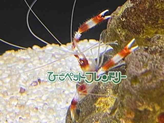 ̑iCnbkށj