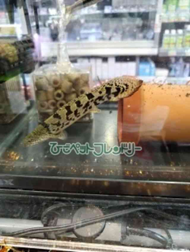 fwWB