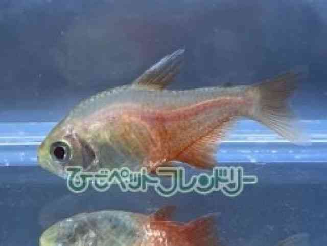 ̑i^E^j