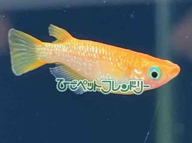 ̑iǃ_Jj
