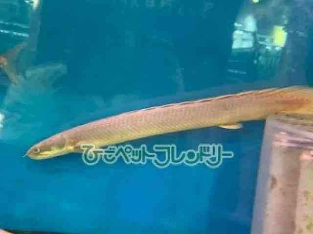 ZlKX