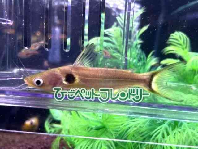 ̑ii}Yj