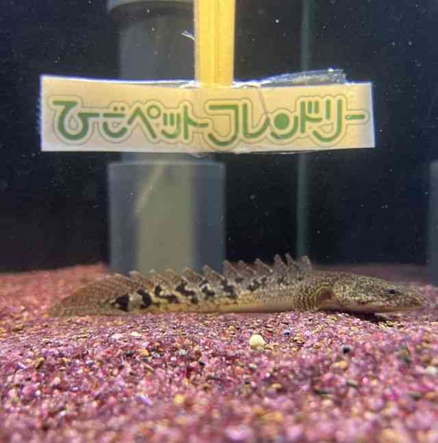 fwWB