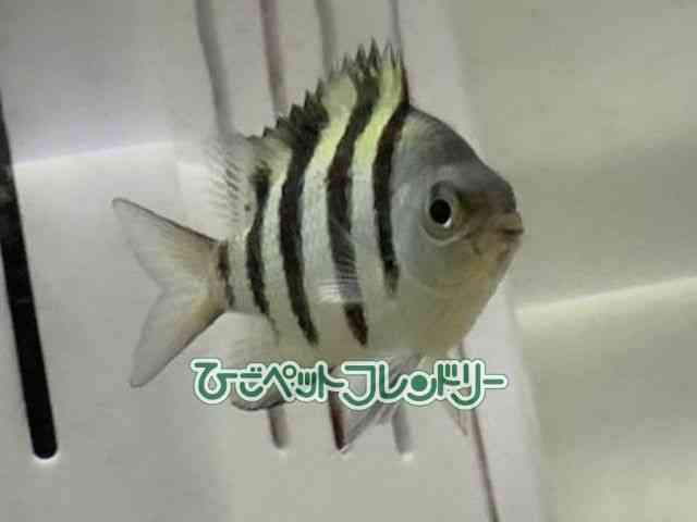 ̑iXY_Cj
