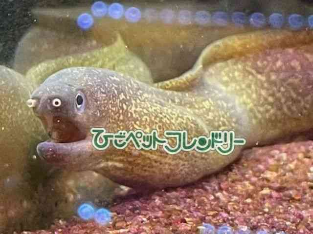̑iEc{j