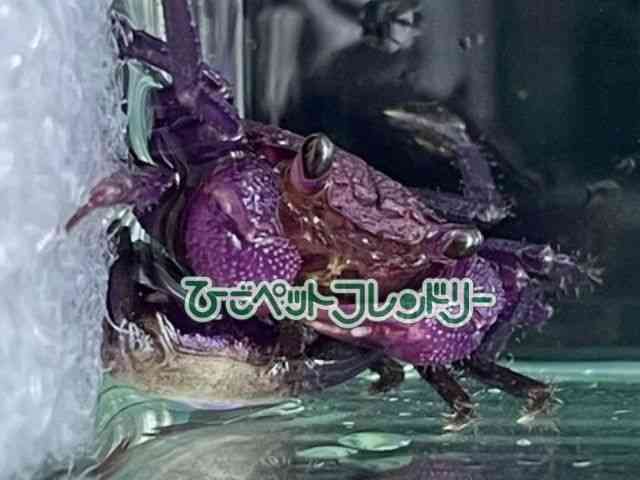 ̑iMьnbkށj