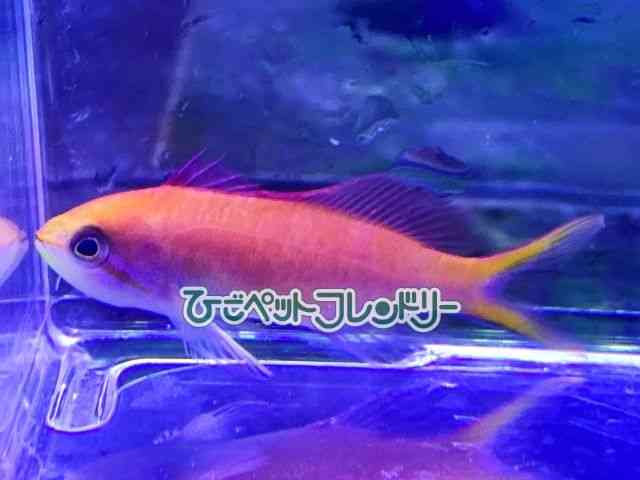 ni_C