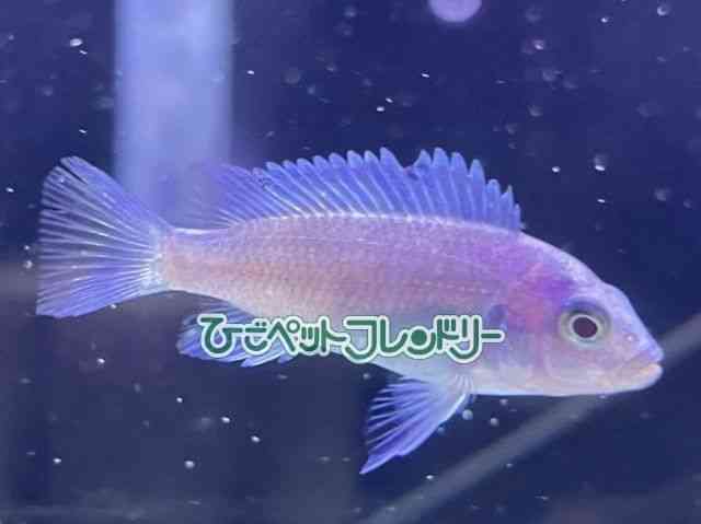 アフリカン・シクリッド | ひごペット(スマホ):近畿一円 ペット