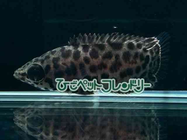 Nem|}