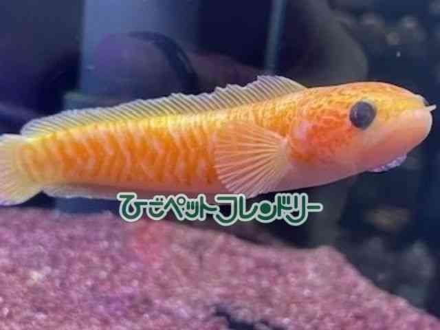 RE^C