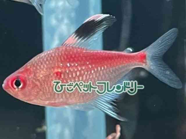 ̑i^E^j