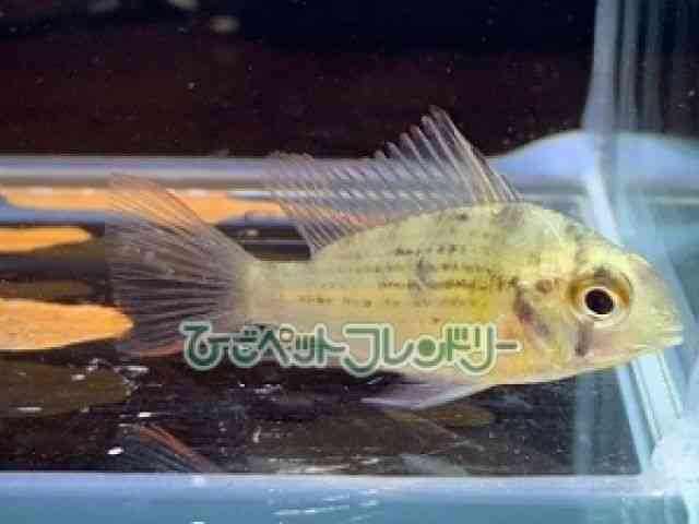 ̑iVNbhj