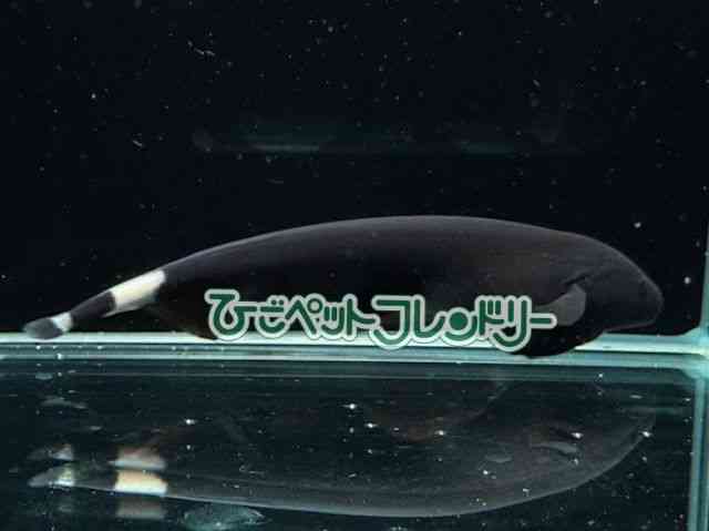 ̑iÑ㋛E^ȋjj
