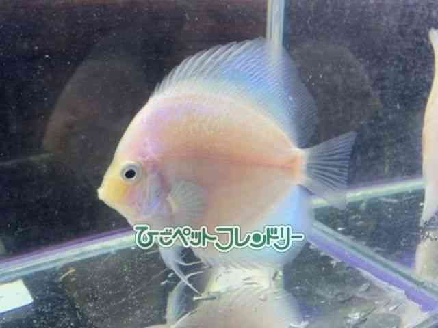 fBXJX