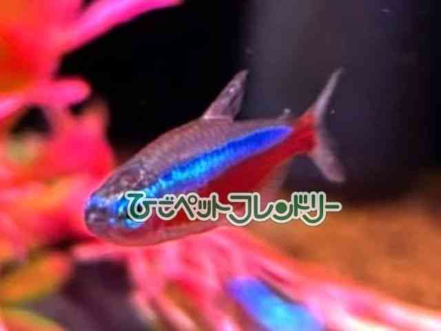 J[Wieg