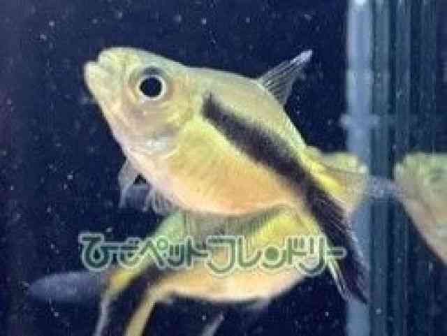 yMeg