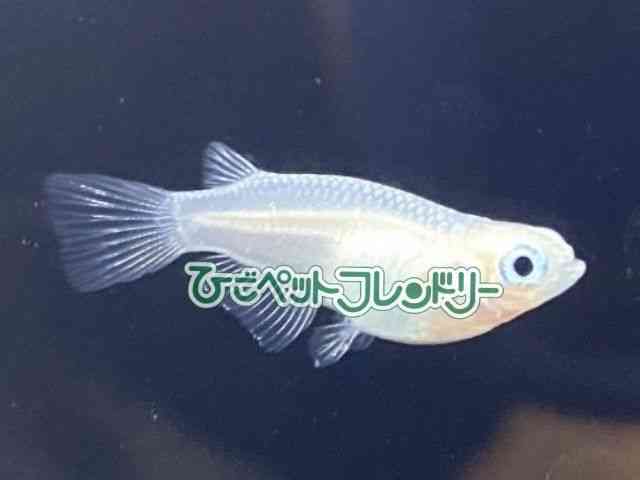 ̑iǃ_Jj