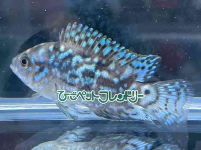 ̑iVNbhj