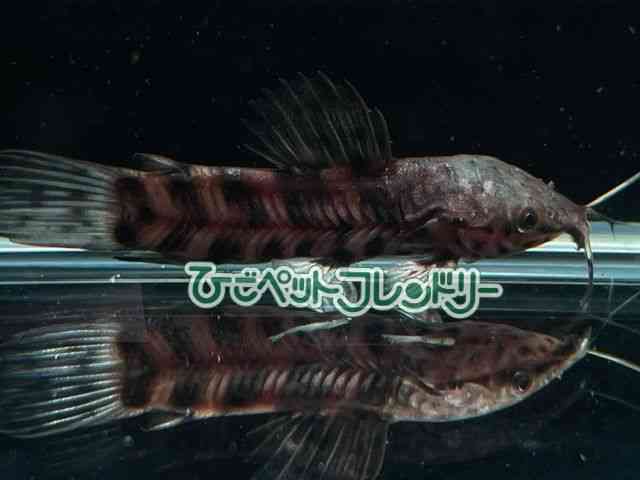 ̑i^i}Yj