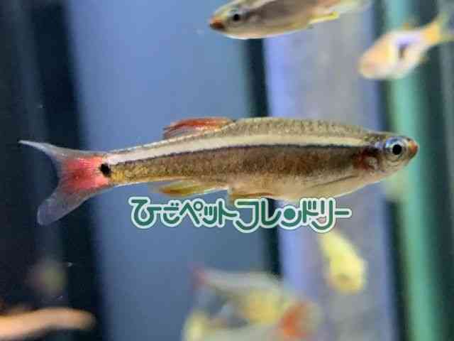 AJq