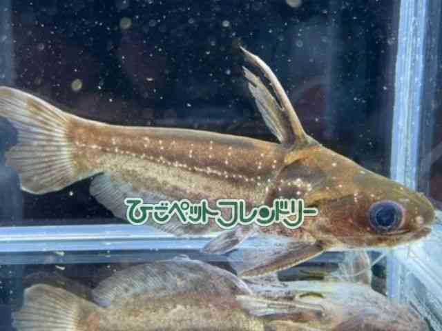 ^eBA